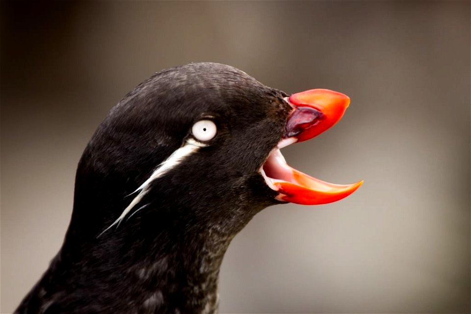 Parakeet auklet on the Pribilof Islands by Michael Johns/USFWS.
