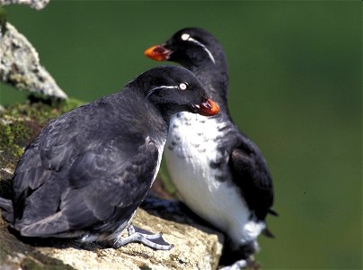 Parakeet Auklet (Cyclorrhynchus psittacula) 

first upload: Feb 27, 2005 - en:Wikipedia by en:User:Sabine's Sunbird