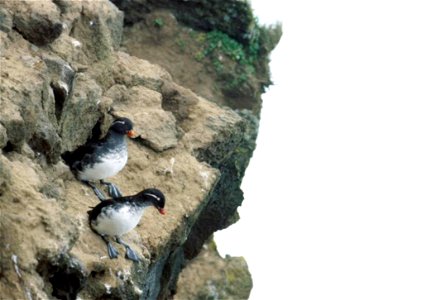 Parakeet Auklet Aethia psittacula