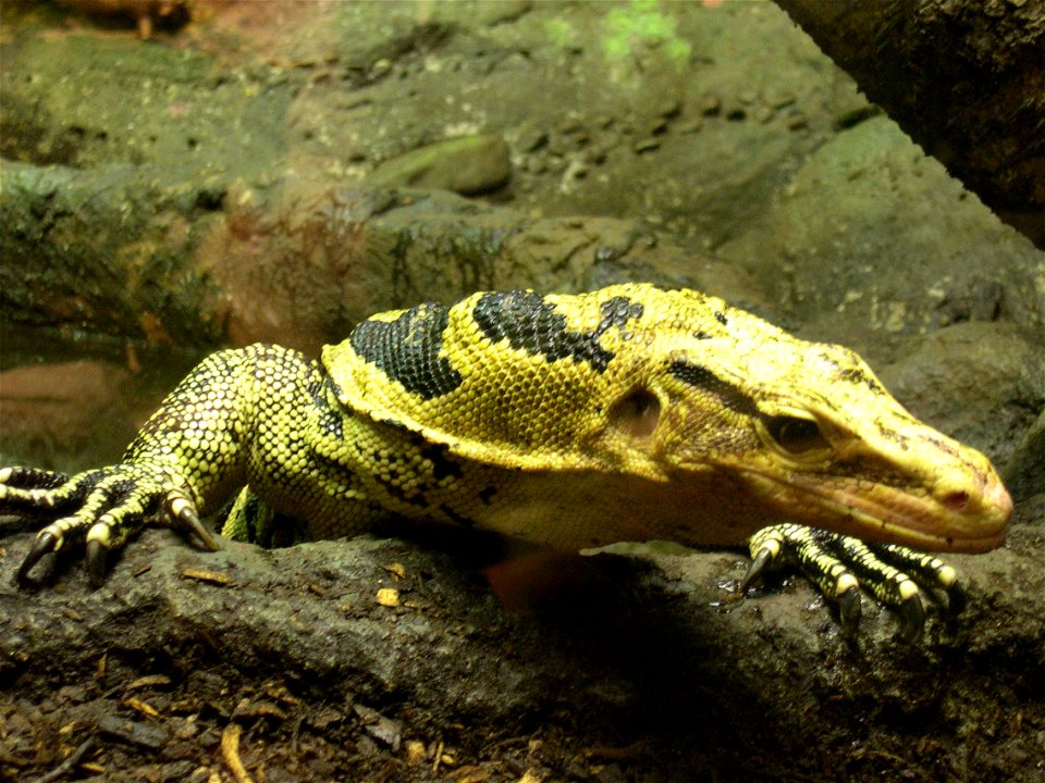 Varanus cumingi

 Een Filipijnse watervaraan