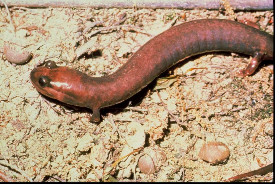 Image title: Red hills salamander animal phaeognathus hubrichti
Image from Public domain images website, http://www.public-domain-image.com/full-image/fauna-animals-public-domain-images-pictures/repti
