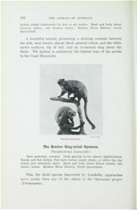 The animals of Australia : animals, reptiles and amphibians /