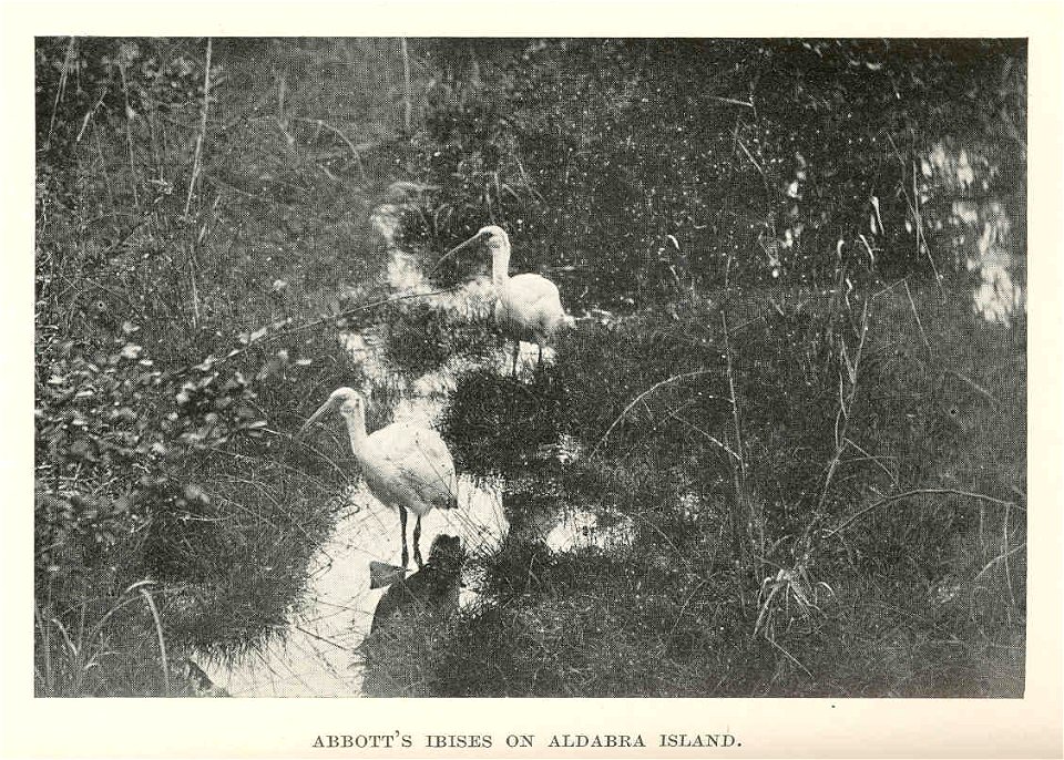 Abbott's Ibises on Aldabra Island
Subject: Ibises, Aldabra Islands (Seychelles)
Geographic Subject: Seychelles--Aldabra Islands
Tag: Water Birds