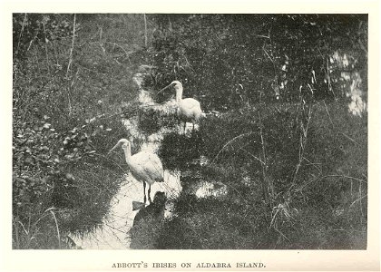 Abbott's Ibises on Aldabra Island
Subject: Ibises, Aldabra Islands (Seychelles)
Geographic Subject: Seychelles--Aldabra Islands
Tag: Water Birds