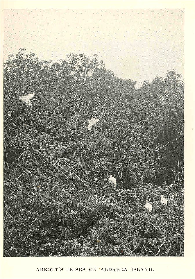 Abbott's Ibises on Aldabra Island
Subject: Ibises, Aldabra Islands (Seychelles)
Geographic Subject: Seychelles--Aldabra Islands
Tag: Water Birds