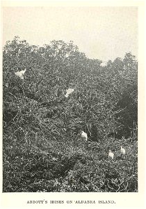 Abbott's Ibises on Aldabra Island
Subject: Ibises, Aldabra Islands (Seychelles)
Geographic Subject: Seychelles--Aldabra Islands
Tag: Water Birds
