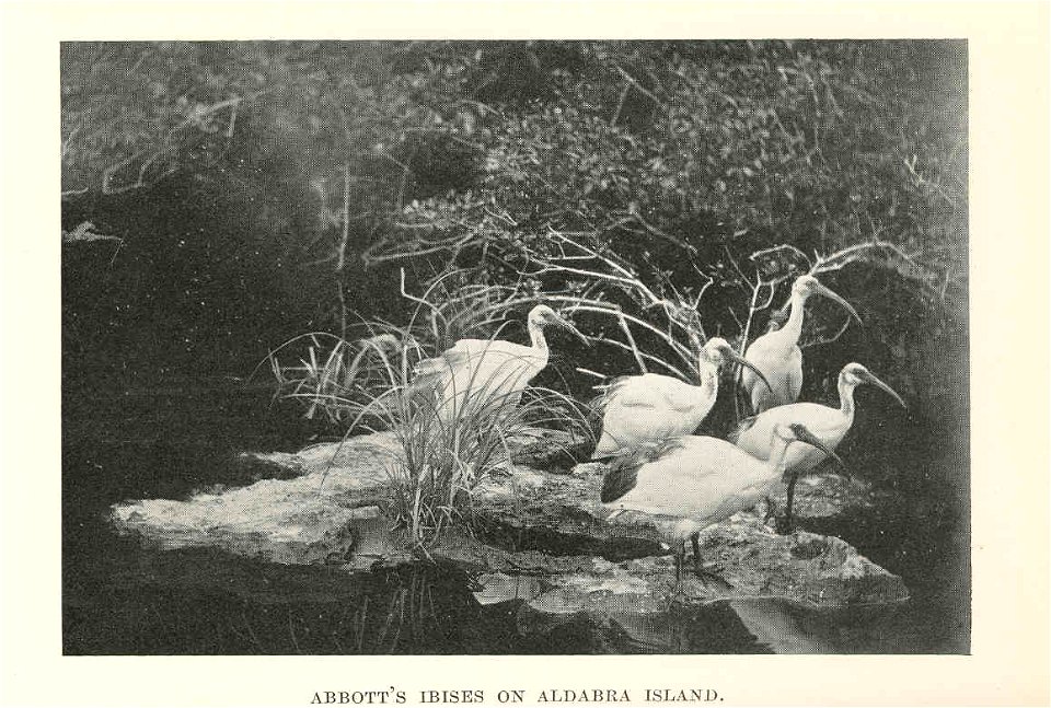 Abbott's Ibises on Aldabra Island
Subject: Ibises, Aldabra Islands (Seychelles)
Geographic Subject: Seychelles--Aldabra Islands
Tag: Water Birds