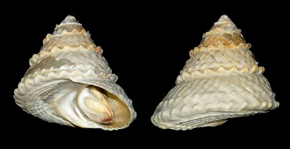Megastraea undosa (W. Wood, 1828)  (synonym:Lithopoma undosum Wood, 1828):Coronado Island Mexico, on rocks 20-30m, in 1993. 137mm.
Also known as Astraea undosa.