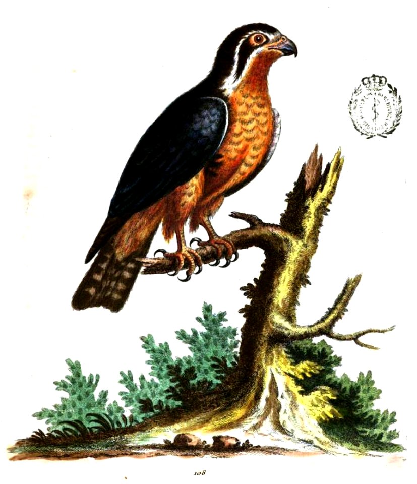 Coloured engraving of "The little Black and Orange colour'd Indian Hawk".  Although the illustration shows no collar, R. Bowler Sharpe was convinced that it represents Microhierax caerulescens, the co