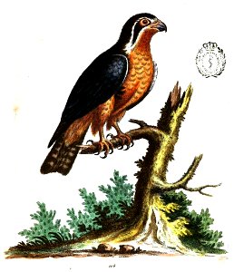Coloured engraving of "The little Black and Orange colour'd Indian Hawk". Although the illustration shows no collar, R. Bowler Sharpe was convinced that it represents Microhierax caerulescens, the co photo