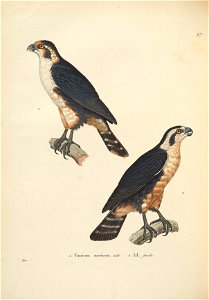^7 
Wueà^ 

I. TaiLCOH Jnûineaw, mâle^. 2. Id. femsile.