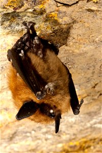 Myotis lebeii with white-nose syndrome

photo credit: Ryan von Linden/NYDEC