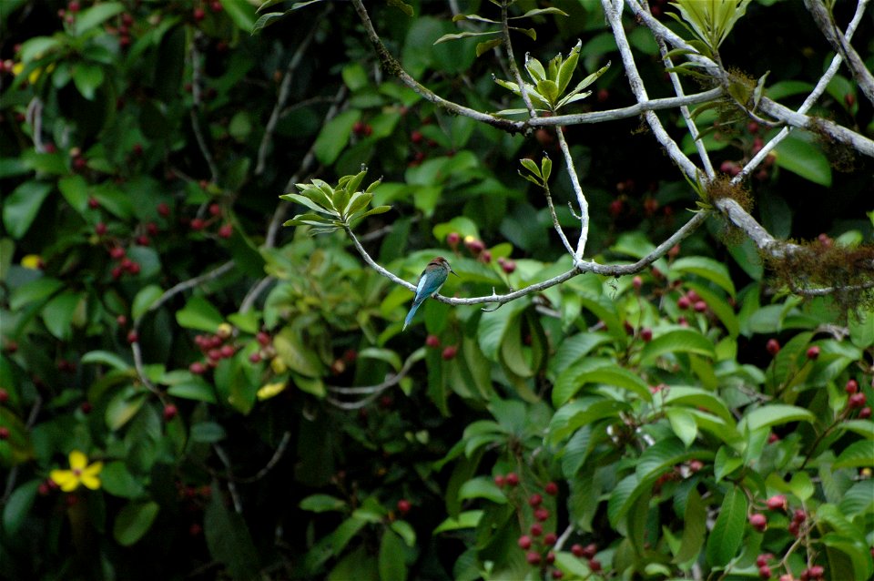 Blue-throated bee-eater (Merops viridis) in Borneo