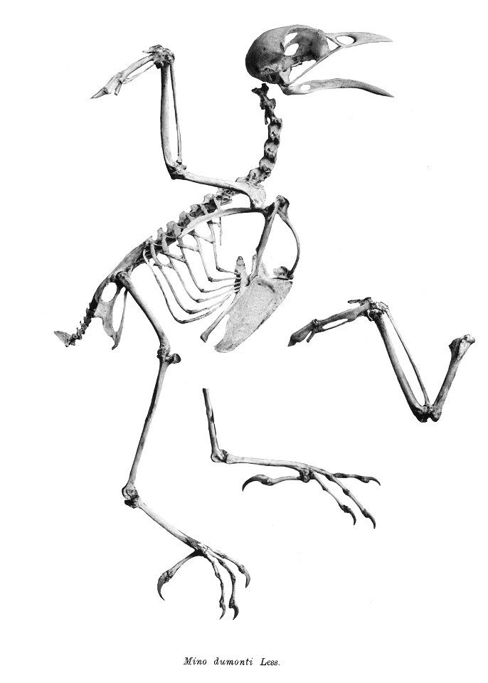 Bird skeletons. Note that the current scientific names need to be checked.

Mino dumonti