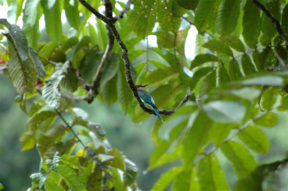 Blue-throated bee-eater (Merops viridis) in Borneo