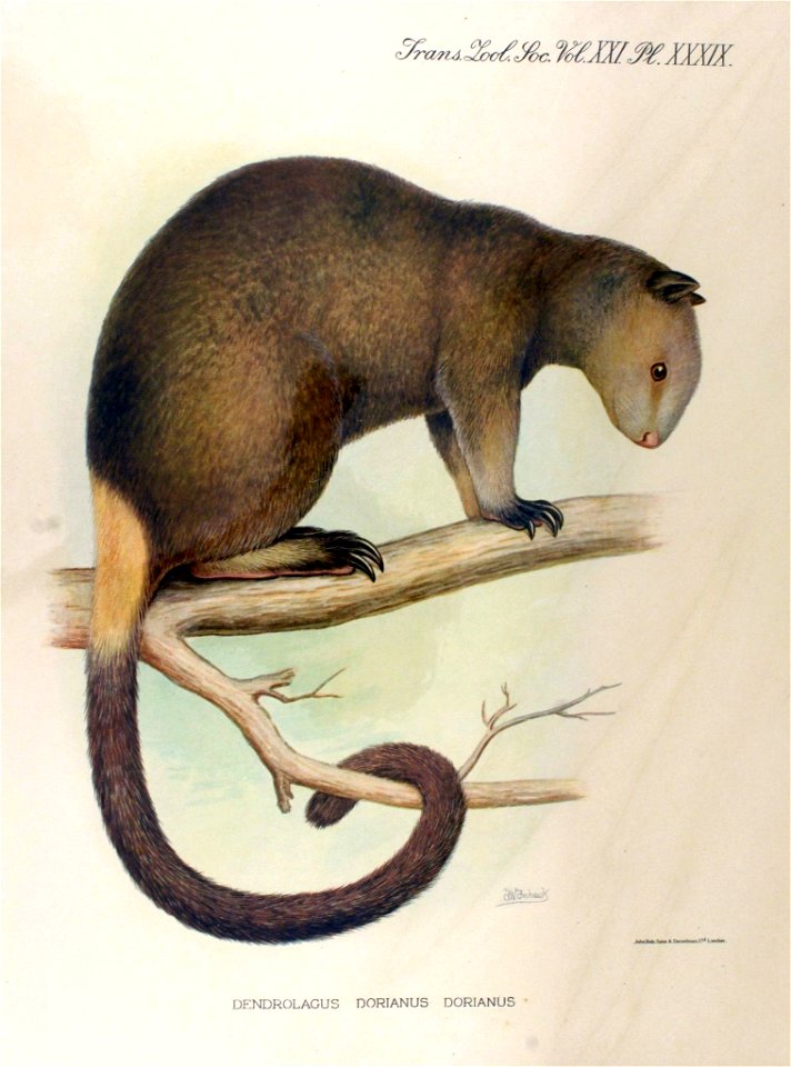 Dendrolagus dorianus