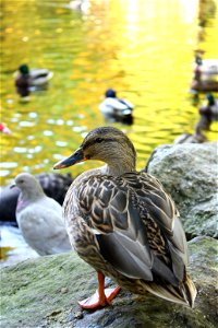 A female mallard (Anas platyrhynchos), photo taken in Bad Wildbad, Germany.