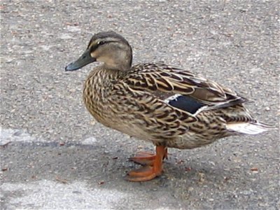 A tipical majorcan Anas platyrhynchos duck. photo