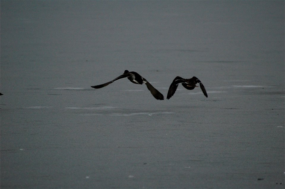 Two Anas platyrhynchos flying.