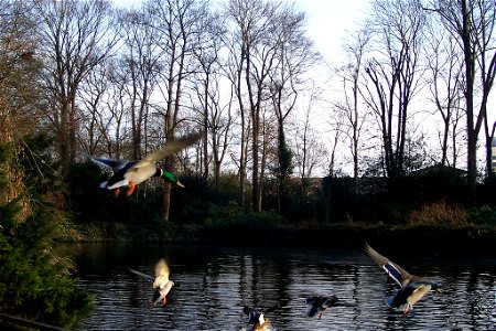 Aufgeschreckte Enten im Flug