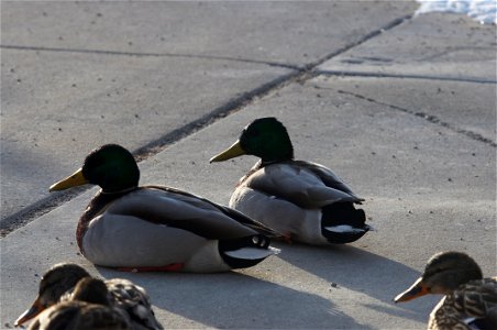 Mallards can frequently be seen on the ponds outside of the visitor center. Here, a group suns on the sidewalk just outside the visitor center front door.

Credit: USFWS / Mike Nordell, NER winter nat