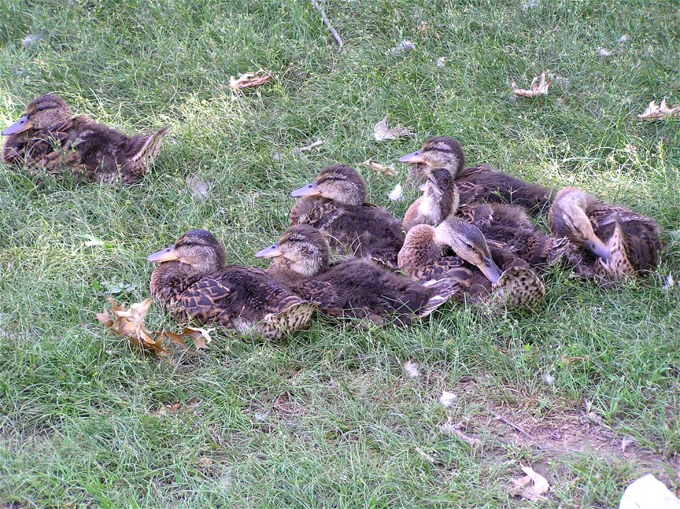 another photo I took at a pond near my home. These ducklings are not yet fully grown and are still accompanied by their mother (the one in the top left).