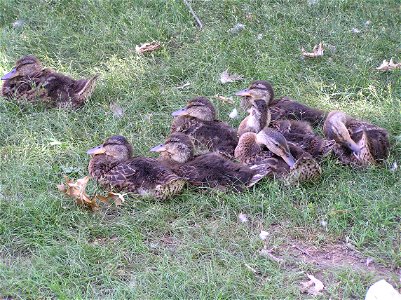 another photo I took at a pond near my home. These ducklings are not yet fully grown and are still accompanied by their mother (the one in the top left). photo