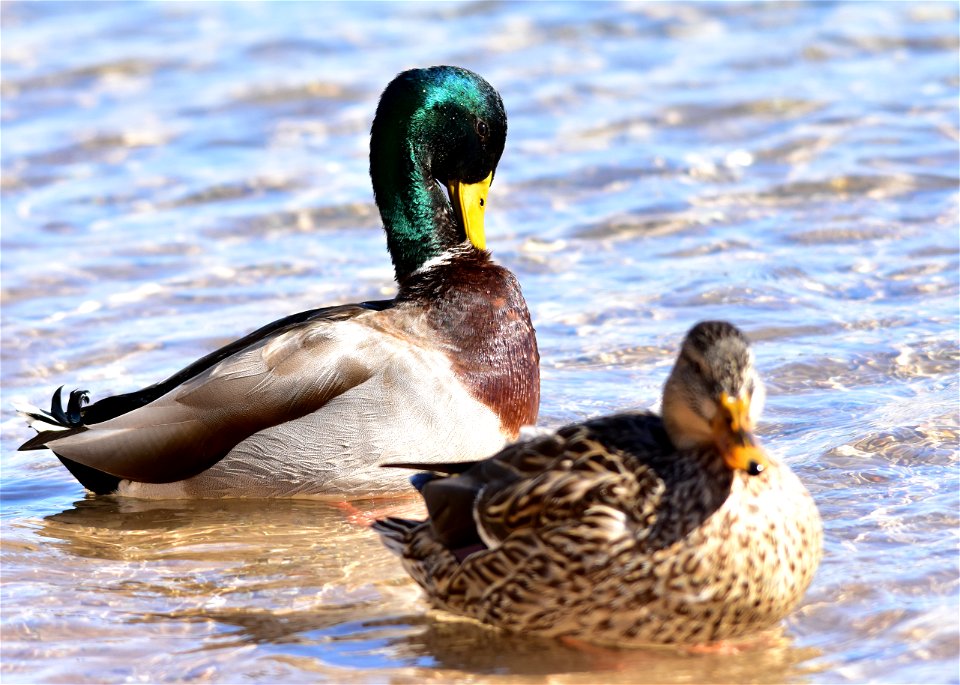 Photo: Tom Koerner/USFWS