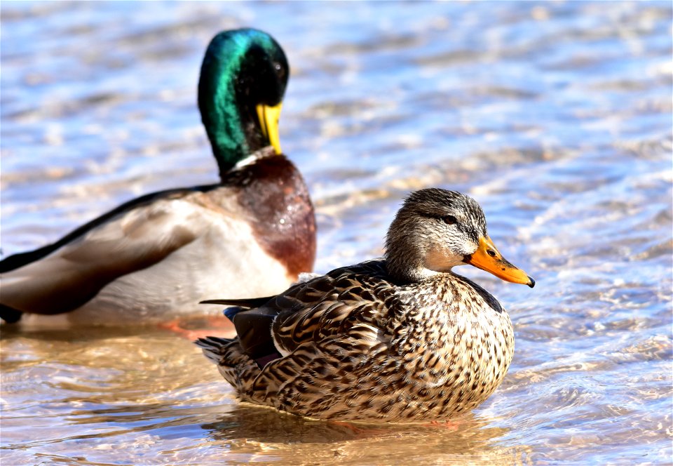 Photo: Tom Koerner/USFWS