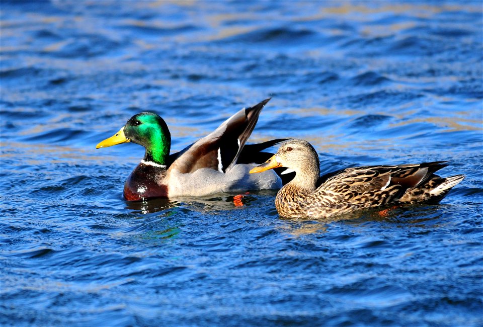 Photo: Tom Koerner/USFWS