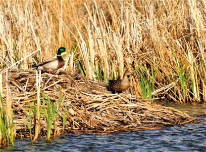 A drake and hen mallard pair sunning on a muskrat house on Seedskadee NWR. Photo: Tom Koerner/USFWS photo