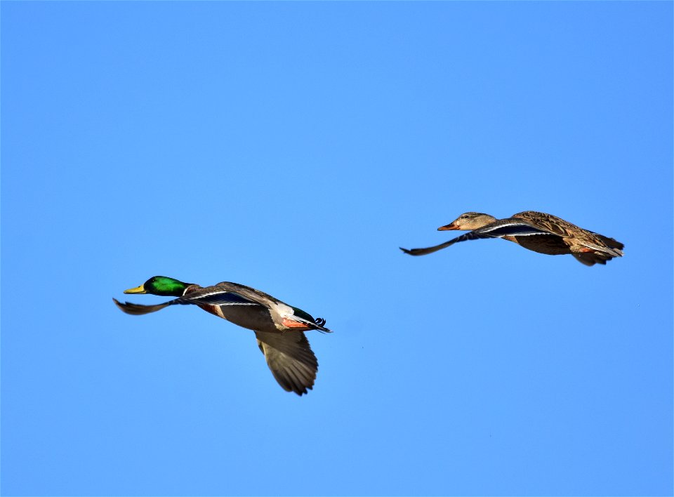 Photo: Tom Koerner/USFWS
