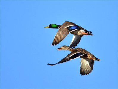 Photo: Tom Koerner/USFWS