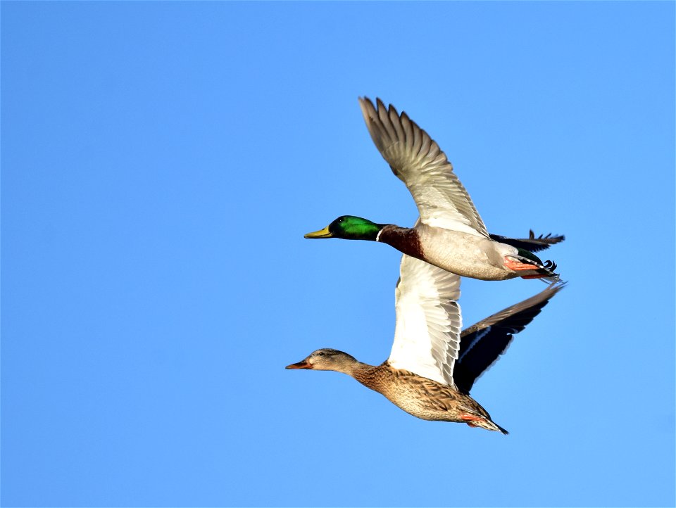 Photo: Tom Koerner/USFWS