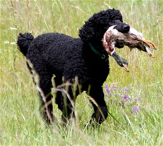 Bo the poodle retrieving a duck photo