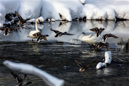 Mallards land near swans on the Gibbon River