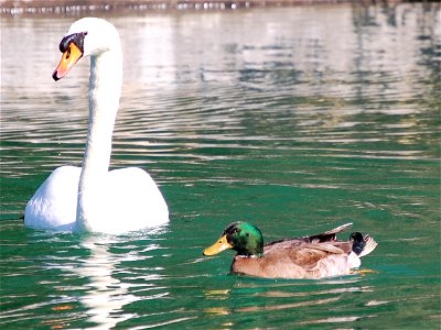 Mute Swan (Cygnus olor) and domesticated Mallard (Anas platyrhynchos) photo