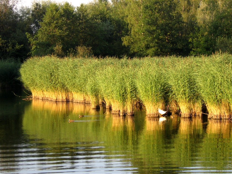 Butzensee in Bodelshausen