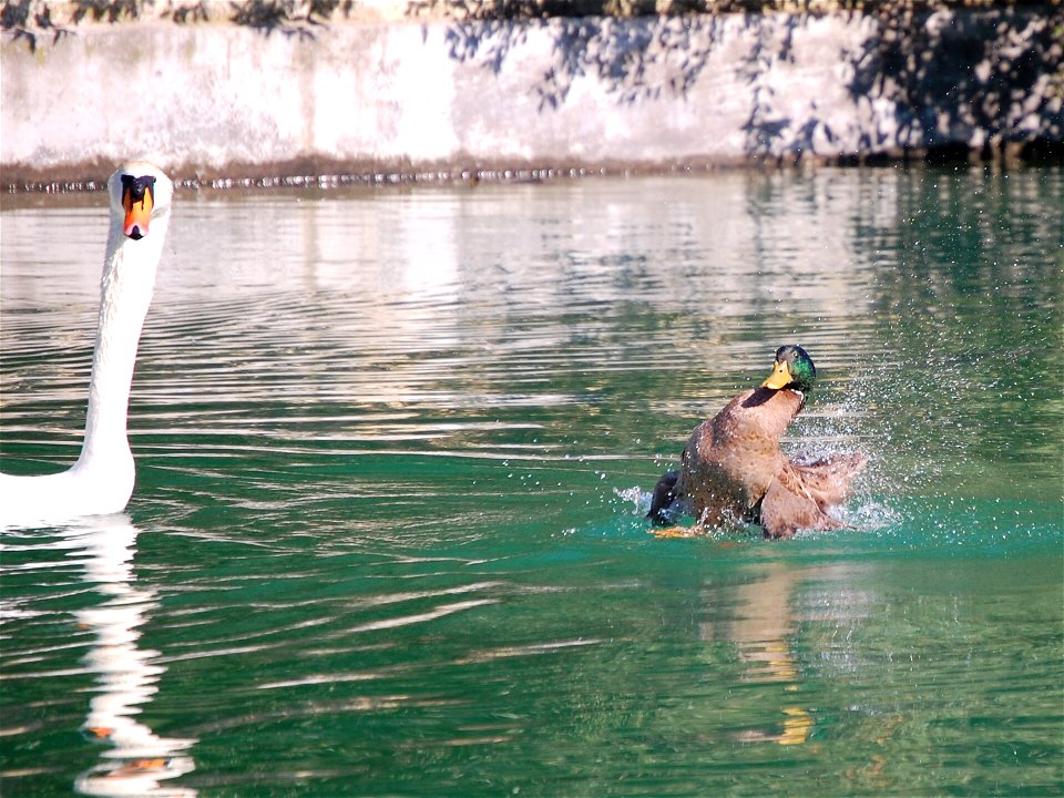 Mute Swan (Cygnus olor) and domesticated Mallard (Anas platyrhynchos)
