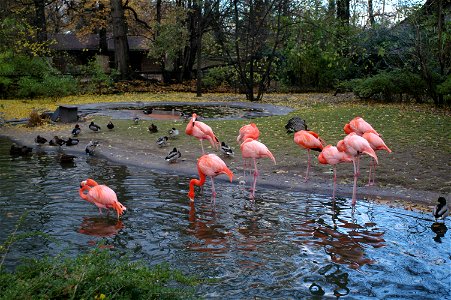 Flamingos im Zoo Berlin photo
