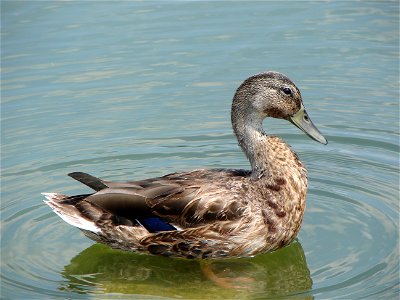 American Black Duck Anas rubripes - Mallard Anas platyrhynchos hybrid in the Capitol Reflecting Pool, Washington, D.C. photo