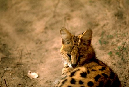 Serval cat (Leptailurus serval) photo