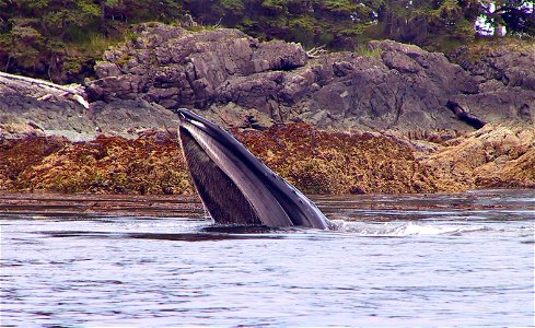 A humpback whale feeding on YOY pollock (very young fishes). 2006. Alaska, Brothers Island, Stephens Passage. Photographer: David Csepp, NOAA/NMFS/AKFSC/ABL[1]