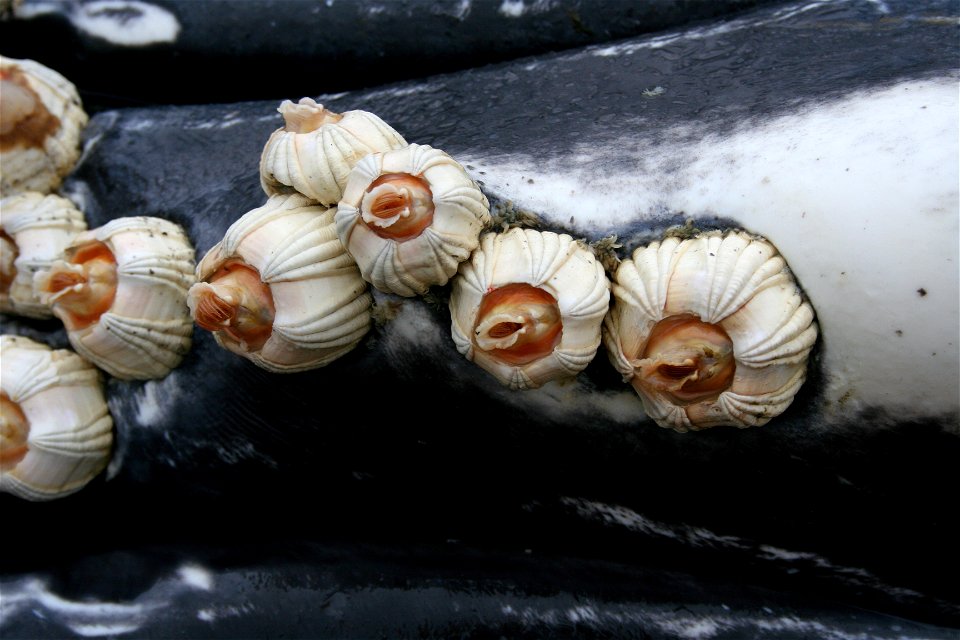 Barnacles attached to the ventral pleats of a humpback whale calf (photo taken during necropsy). Alaska, Peril Strait, Baranof Island.