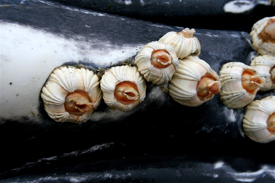Barnacles attached to the ventral pleats of a humpback whale calf (photo taken during necropsy). Alaska, Peril Strait, Baranof Island. 2005 October 18.