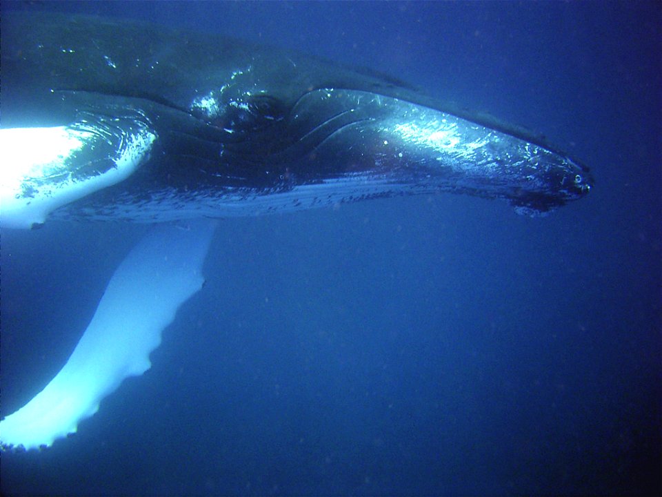 Curious humpback whale inspecting diver.