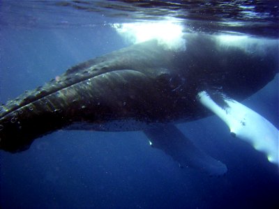 Curious humpback whale inspecting diver.