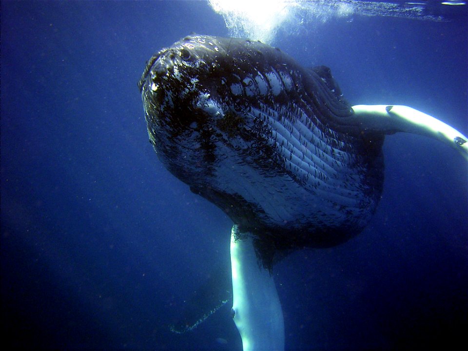 Curious humpback whale inspecting diver.