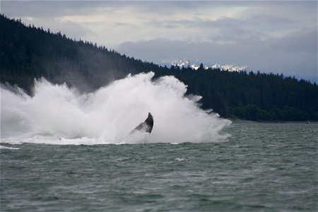 A humpback whale lands in the water after breaching near Auke Bay, Alaska. Alaska, Stephens Passage.