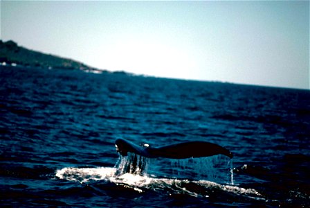 Image title: Humpback whale in ocean Image from Public domain images website, http://www.public-domain-image.com/full-image/fauna-animals-public-domain-images-pictures/whales-public-domain-images-pict photo